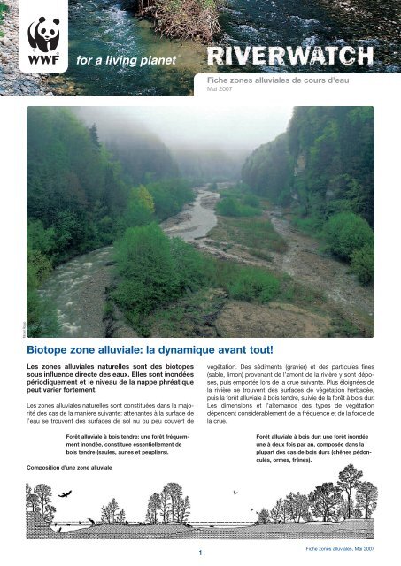 Biotope zone alluviale: la dynamique avant tout!