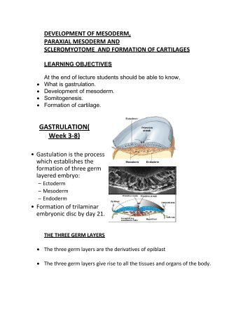 DEVELOPMENT OF MESODERM,