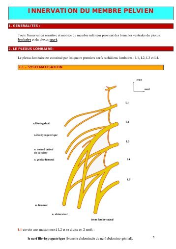 INNERVATION DU MEMBRE PELVIEN