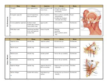 muscle chart.indd - Dressen Spine Center