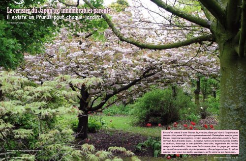 Le cerisier du Japon a d'innombrables parents - My-Tho fleurs