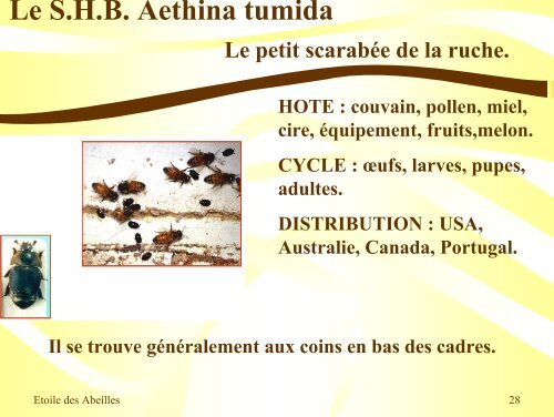 Pathologies de l'Abeille