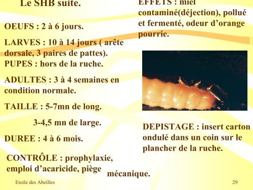 Pathologies de l'Abeille