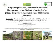 Les figuiers (Ficus spp ) des terroirs betsileo à ... - gdri madagascar