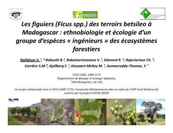 Les figuiers (Ficus spp ) des terroirs betsileo à ... - gdri madagascar