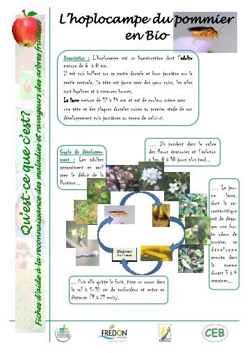 fiche hoplocampe du pommier grand public