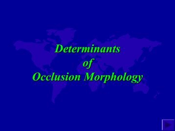 Determinants of Occlusion Morphology