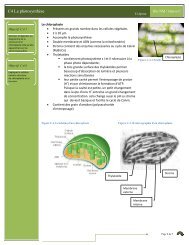 C4 La photosynthèse