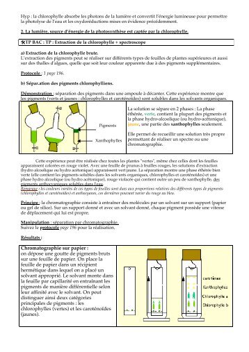 TP : Extraction de la chlorophylle + spectroscope