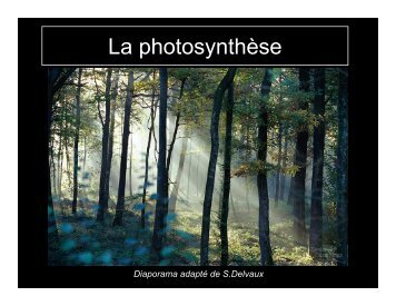 La photosynthèse