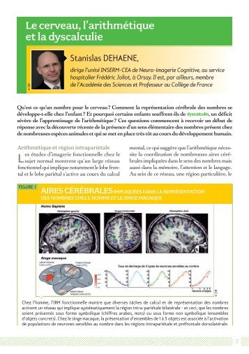 Le cerveau, l'arithmétique et la dyscalculie - Fédération pour la ...