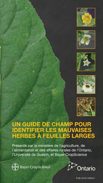 un guide de champ pour identifier les mauvaises herbes à feuilles