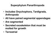 Superphylum Panarthropoda