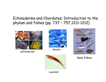 Echinoderms and Chordates: Introduction to the phylum and fishes ...