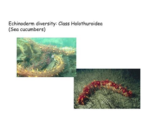 Echinoderms and Chordates: Introduction to the phylum and fishes ...