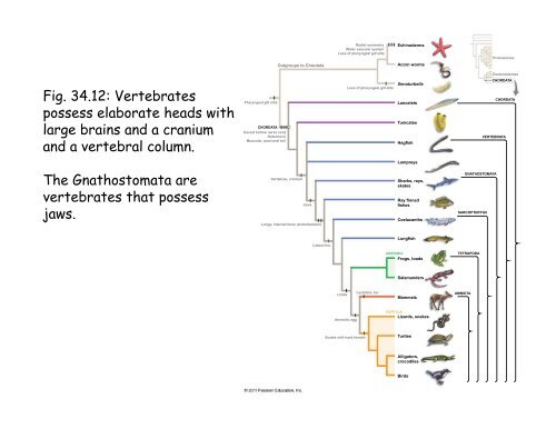 Echinoderms and Chordates: Introduction to the phylum and fishes ...