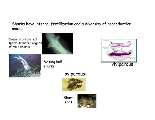 Echinoderms and Chordates: Introduction to the phylum and fishes ...