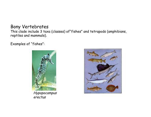 Echinoderms and Chordates: Introduction to the phylum and fishes ...