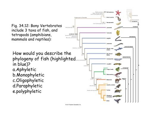 Echinoderms and Chordates: Introduction to the phylum and fishes ...