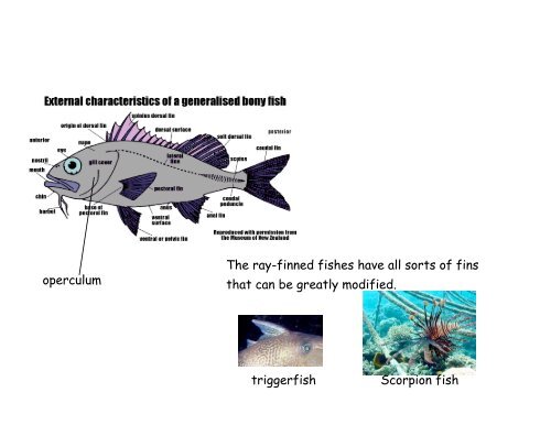 Echinoderms and Chordates: Introduction to the phylum and fishes ...