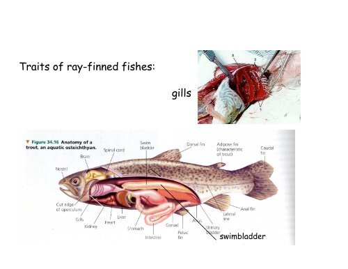 Echinoderms and Chordates: Introduction to the phylum and fishes ...