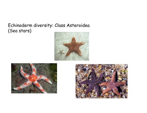 Echinoderms and Chordates: Introduction to the phylum and fishes ...