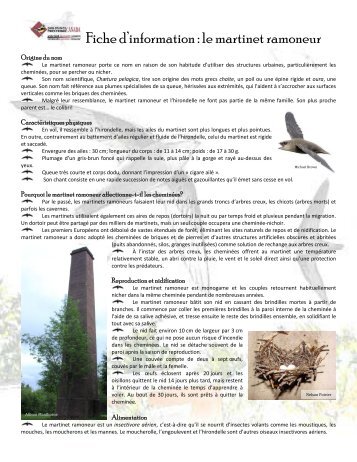 Fiche d'information : le martinet ramoneur - Bird Studies Canada