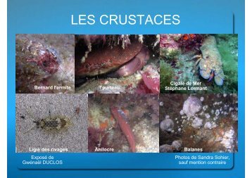 LES CRUSTACES - Haliotis