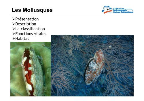 Les Mollusques – Bivalves