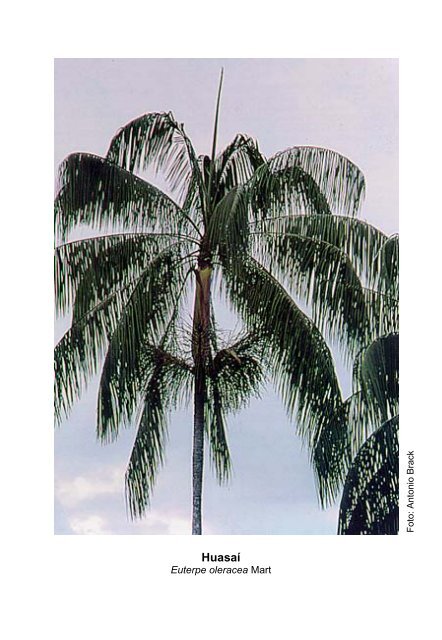 Plantas medicinales de la Amazonia Peruana