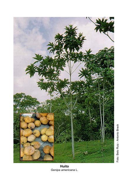 Plantas medicinales de la Amazonia Peruana