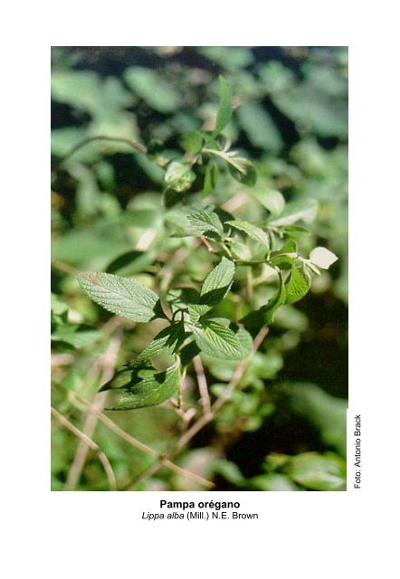 Plantas medicinales de la Amazonia Peruana