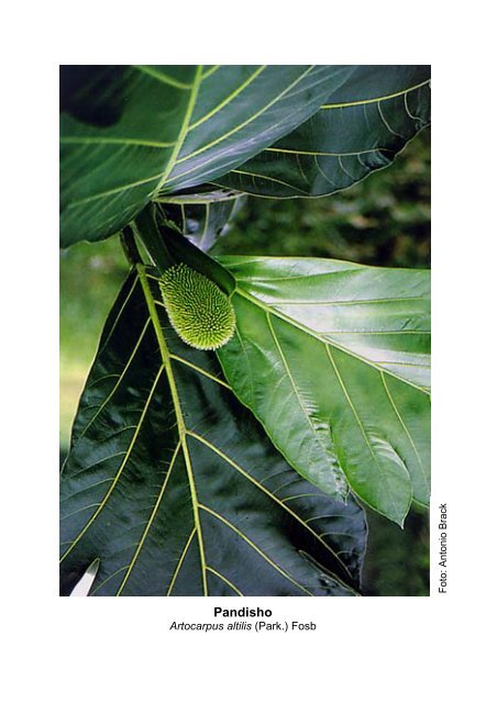 Plantas medicinales de la Amazonia Peruana