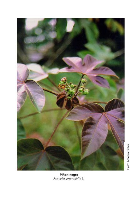 Plantas medicinales de la Amazonia Peruana