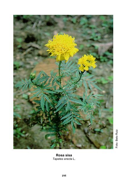 Plantas medicinales de la Amazonia Peruana