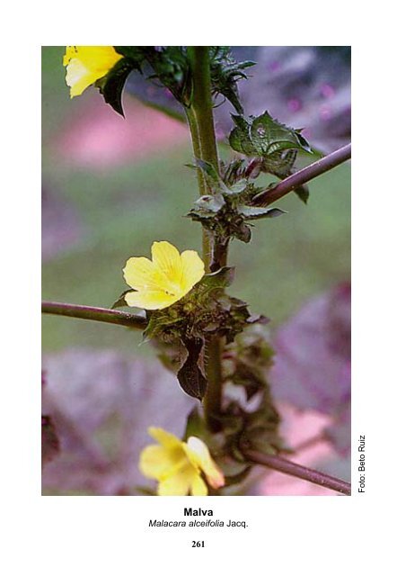 Plantas medicinales de la Amazonia Peruana