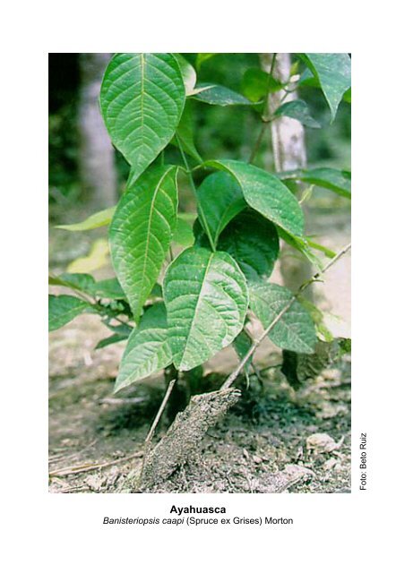 Plantas medicinales de la Amazonia Peruana