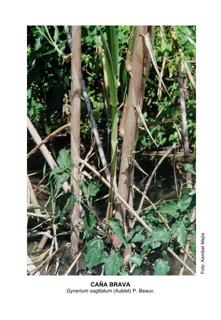 Plantas medicinales de la Amazonia Peruana