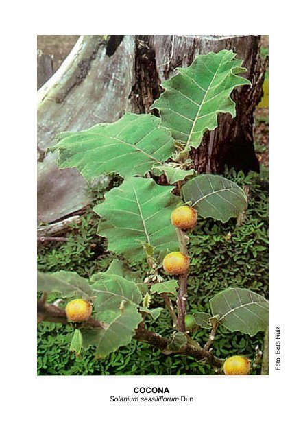 Plantas medicinales de la Amazonia Peruana