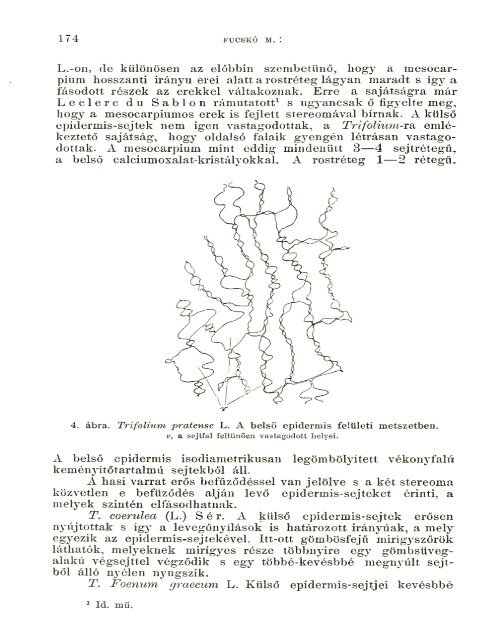 BOTANIKAI KÖZLEMÉNYEK VIII. KÖTET 1909 - World eBook Library