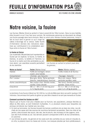 Feuille d'information PSA: Des fouines en zone urbaine - Protection ...