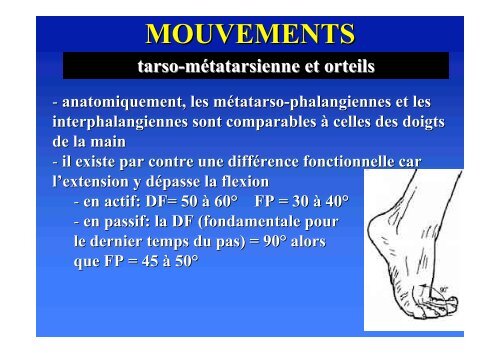 Biomécanique du pied - ClubOrtho.fr