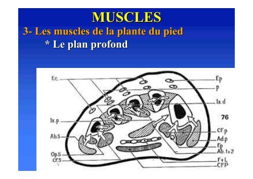 Biomécanique du pied - ClubOrtho.fr