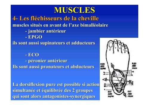 Biomécanique du pied - ClubOrtho.fr