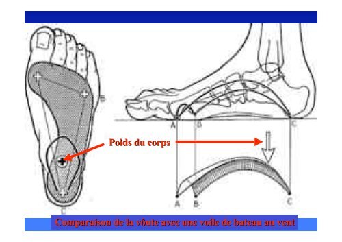 Biomécanique du pied - ClubOrtho.fr