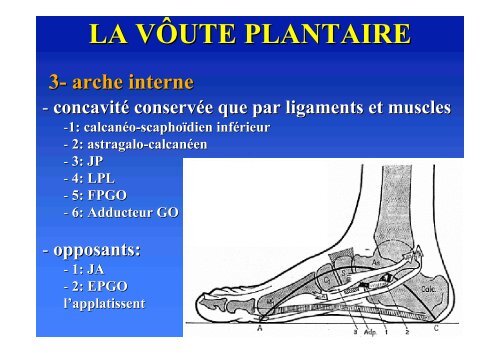 Biomécanique du pied - ClubOrtho.fr