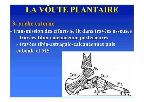 Biomécanique du pied - ClubOrtho.fr