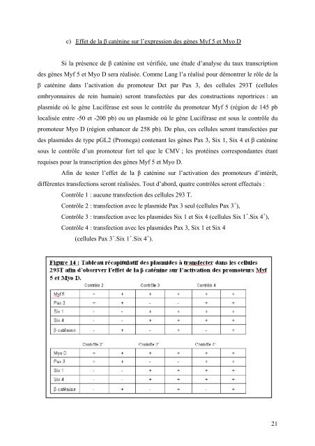 Etude de Pax 3 dans la différenciation des cellules souches - M2 ...