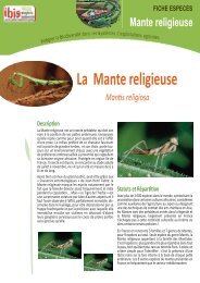 Mante religieuse - Chambres d'agriculture - Picardie