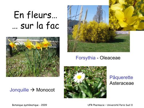 En fleurs... sur la fac - Serveur UNT-ORI